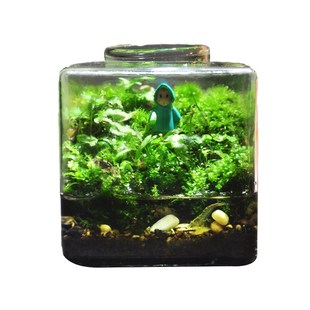 生态瓶观赏d鱼缸辣椒蟹苔藓植物微景观桌面鱼虾蟹水陆缸微型景观