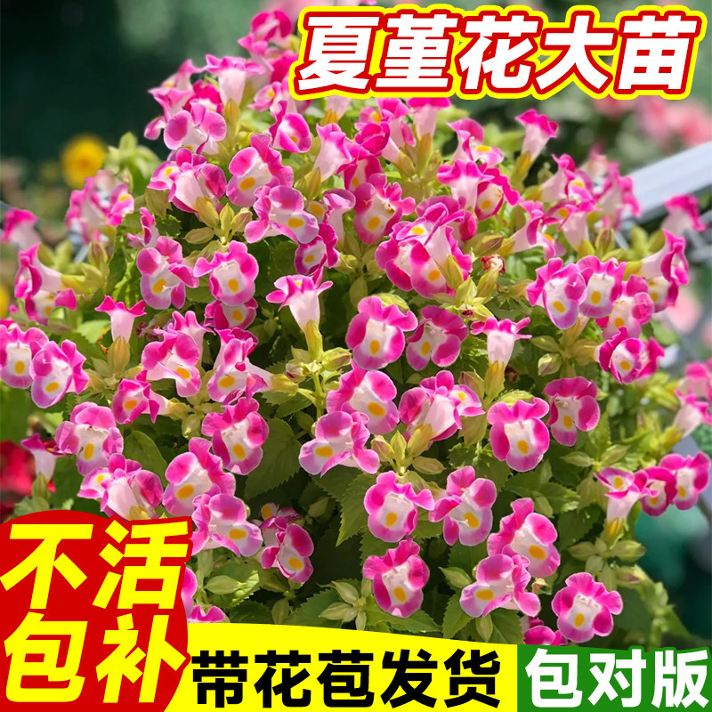 夏堇花苗夏瑾风铃花草角瑾盆栽四季开花室内外时令草本花卉