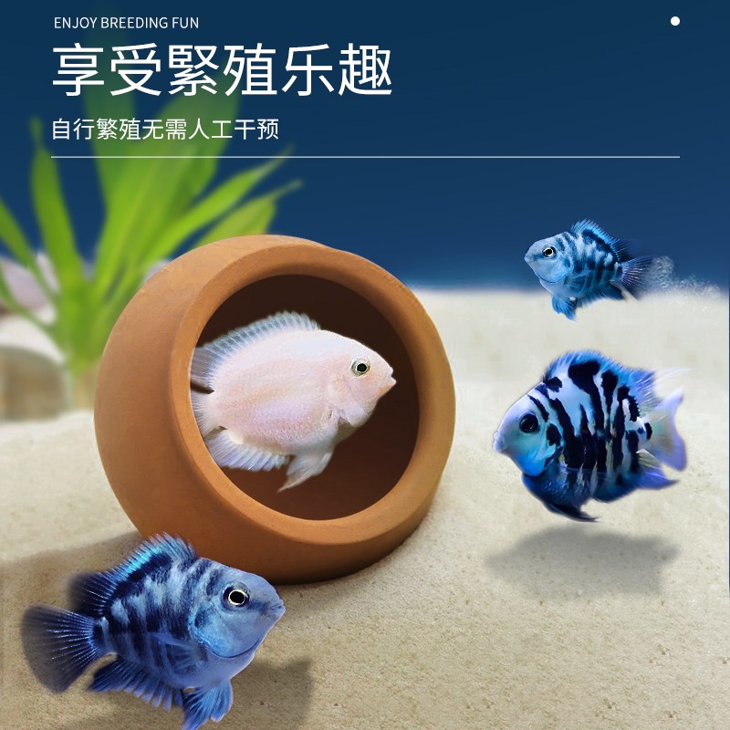 速发迷你鹦鹉鱼苗观赏鱼热带小鱼活淡水好养耐活小型生态鱼缸鹦鹉