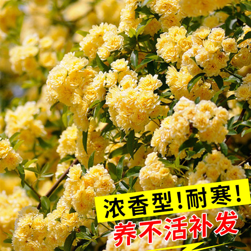 木香花苗爬藤植物四季浓香黄木香大花苗七里香盆栽红木香庭院花卉