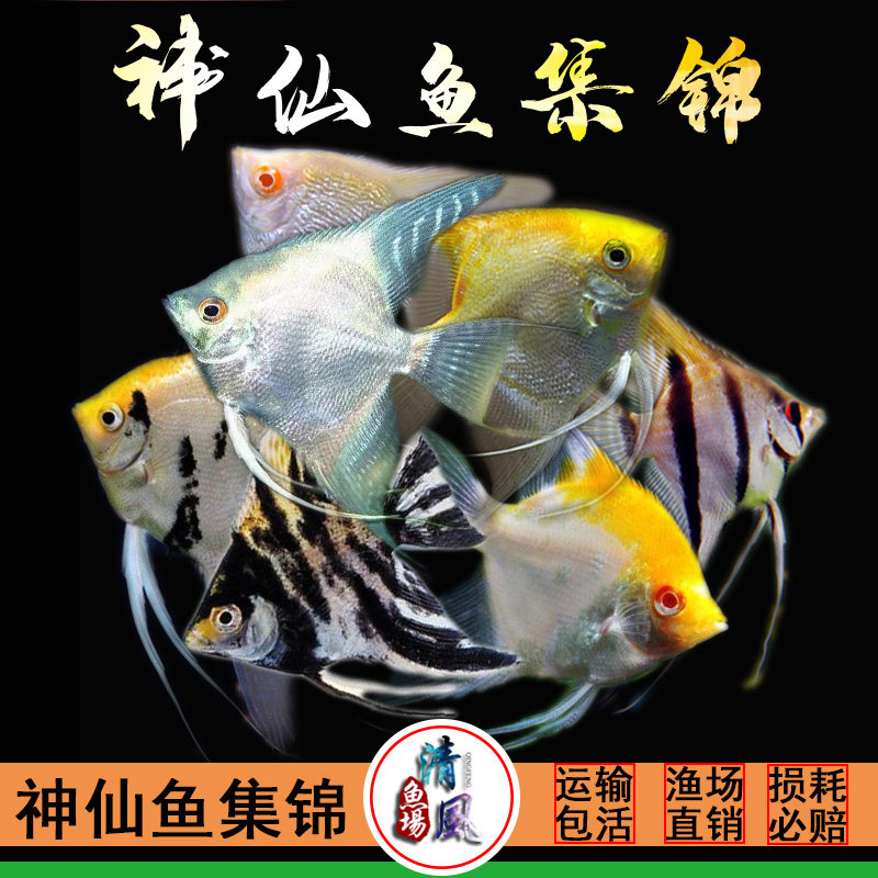 速发神仙鱼燕鱼淡水鱼小型鱼秘鲁神仙黑白神仙鱼成鱼鱼苗新手热带