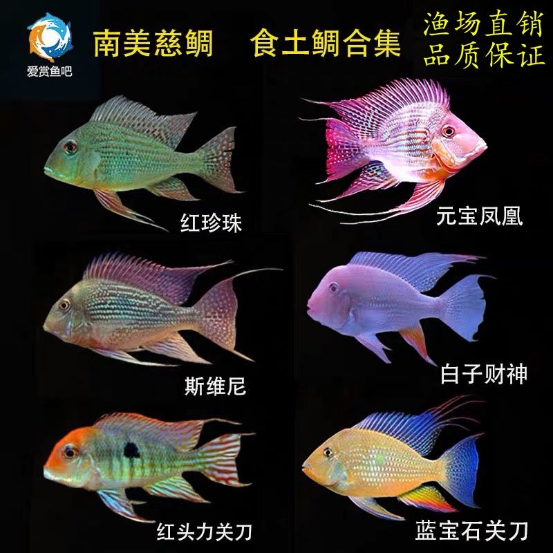 新品关刀鱼食土鲷观赏鱼元宝凤y凰鱼斯威尼红珍珠蓝宝石关刀活体
