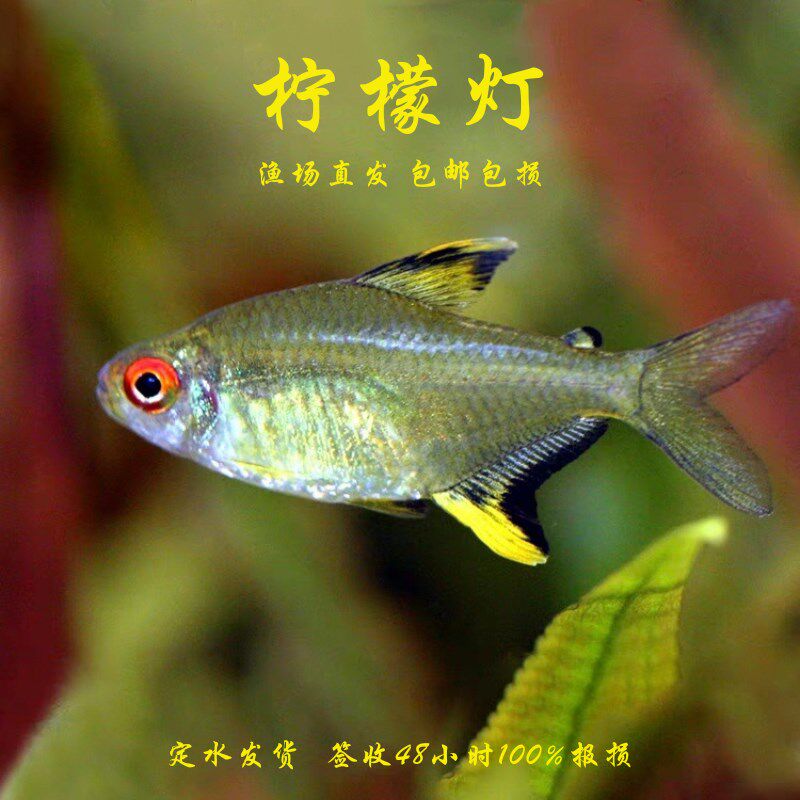 柠檬灯鱼小型群游鱼水草缸南美灯鱼甜心柠檬鱼热带观赏桃柠檬灯鱼