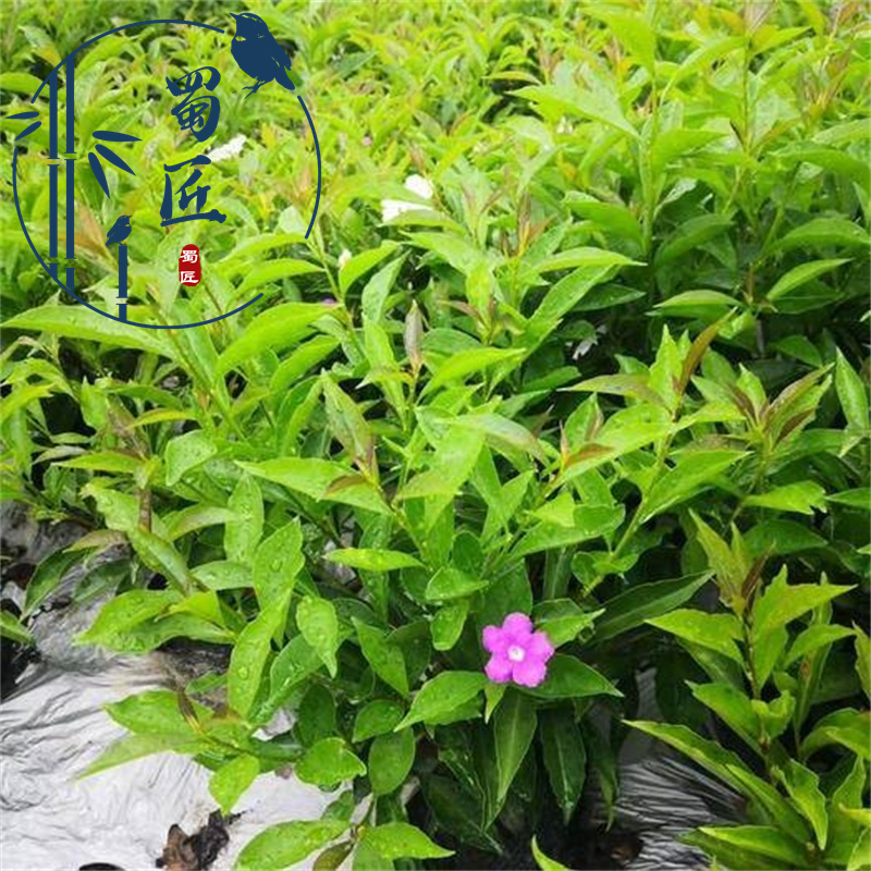 双色茉莉花苗四季开花香味鸳鸯花苗浓香花虎头茉莉花盆栽老桩