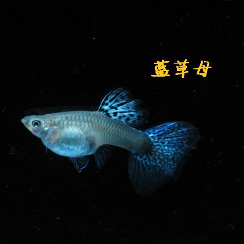 速发小型热带观赏鱼孔雀鱼凤尾淡水草缸大尾生下崽怀孕母鱼天空蓝
