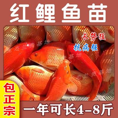 急速发货大品种优质兴国红鲤鱼苗荷包红鲤鱼可食用可观赏淡水培殖