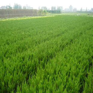 龙柏苗 蜀桧苗 桧柏苗松u柏苗 塔柏苗 圆柏苗绿化苗木龙柏小苗