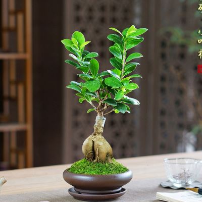 新品造型人参榕小叶榕树盆景茶桌常青好养树桩盆景室内办公室桌面