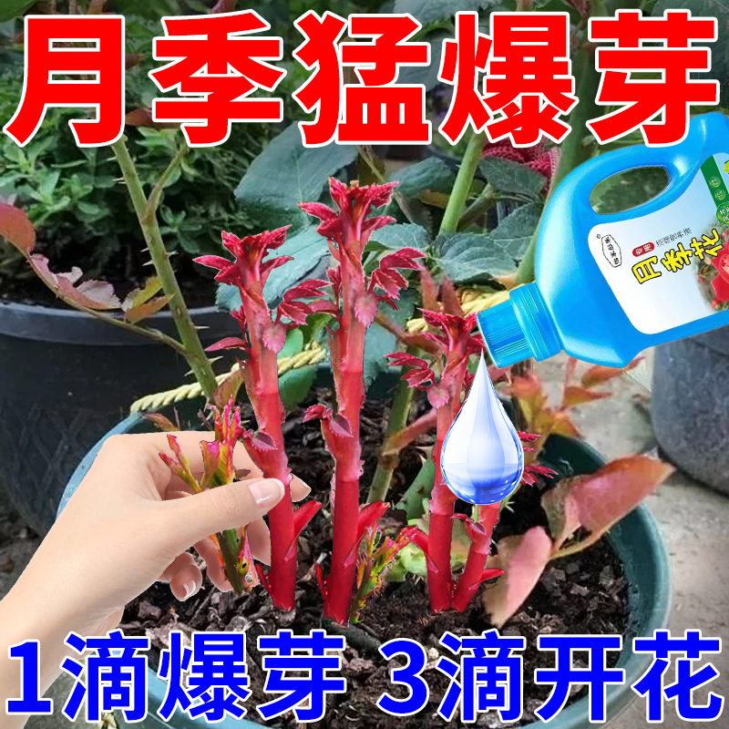 当晚长新芽】g月季花专用肥玫瑰花浓缩营养液复合肥氮磷钾养花通