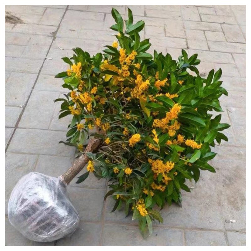 桂花树苗状d元红桂花树盆栽四季开花开红花老桩盆景带花苞庭院嫁