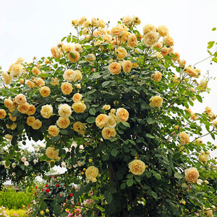 盆栽 花苗龙沙宝石花卉植物易活好养爬藤月季 花园e藤本月季 海蒂