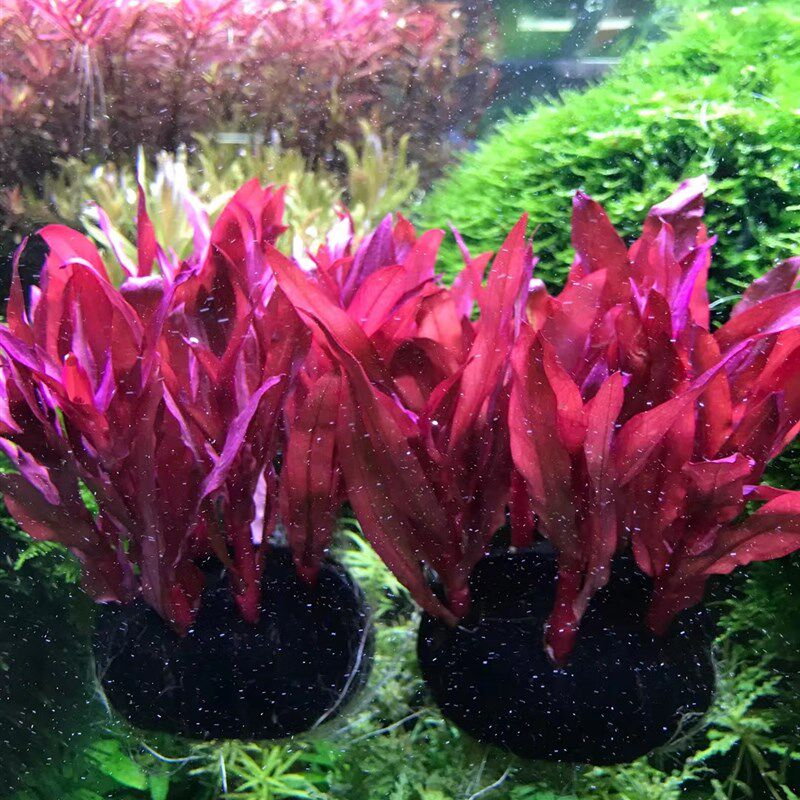 红柳红色水草中后景水草懒人新手水草鱼缸造景装饰水族箱观赏坨草