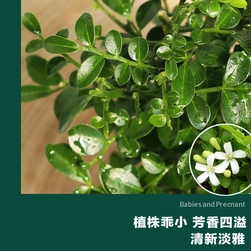 台湾达摩小叶h九里香室内四季常绿小盆景桌面迷你盆栽趣味小绿植