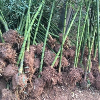 雷竹苗种雷公竹早园竹水竹花竹黄杆D竹毛竹楠竹子根鞭芽食用笋竹