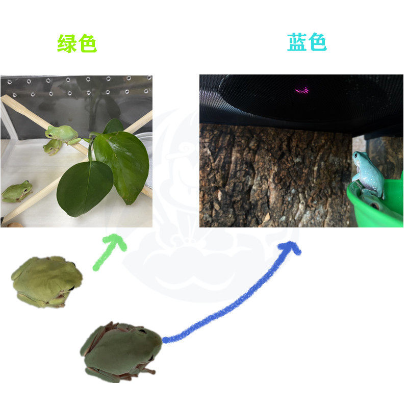 老爷树蛙印尼绿澳洲蓝老s爷树蛙牛奶树蛙攀爬蛙类温顺可爱et蛙宠