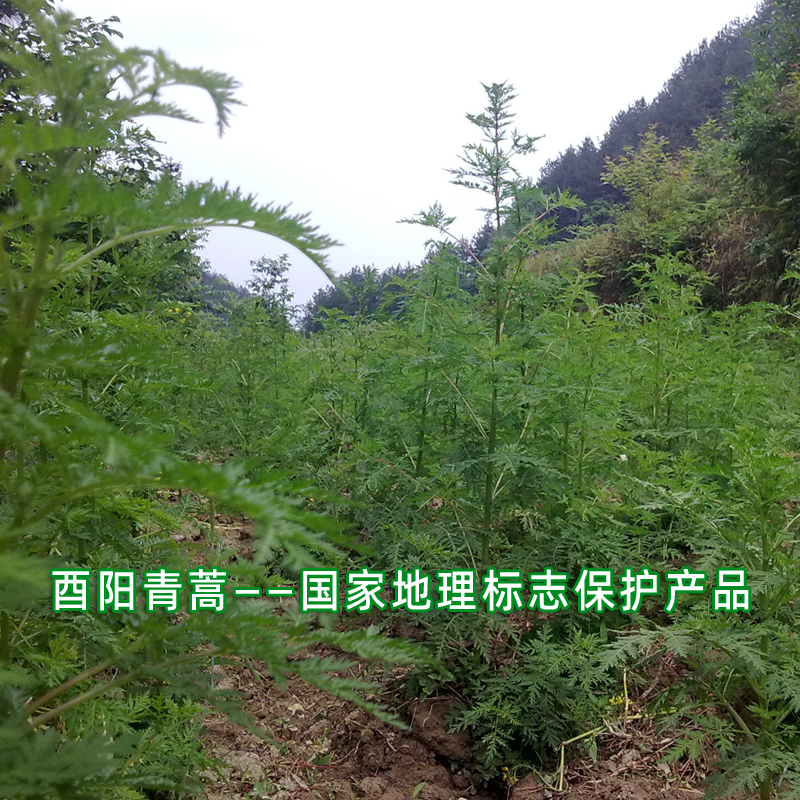 急速发货酉阳武陵山绿植原生青蒿苗黄花蒿艾蒿苦蒿药材盆栽香