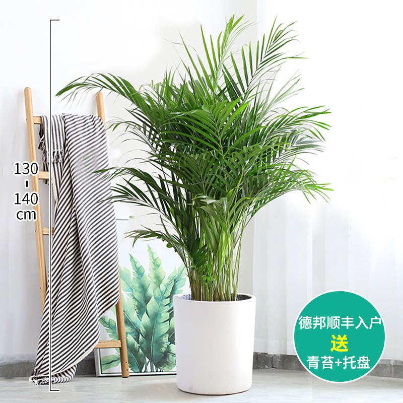 室散尾葵盆栽客厅落地大绿植凤尾竹子夏威夷内吸型甲醛植物办公室