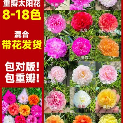 新品新品鸟尾花盆栽带花多年生太阳花卉植物阳台室内四季开花卉好