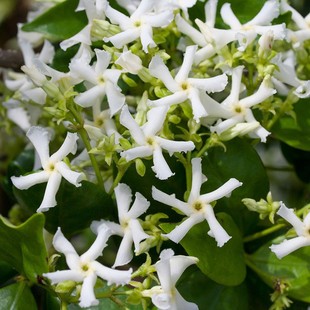 芳香庭院 白色风车茉莉爬藤植物大苗络石藤本四季 花园 塔莎