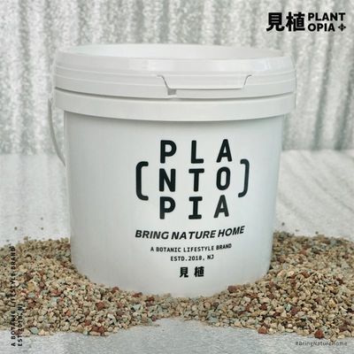 见植大白桶 PON 半水培纯颗粒介质 热植 块根 天南星科植物颗粒土