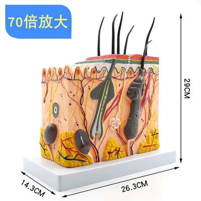 极速70倍人体皮肤组织结构放大解剖模型毛囊构造模式结构图。医学