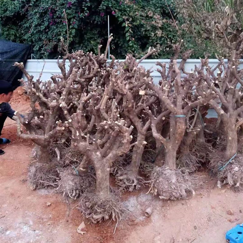 三角梅老树桩大型盆栽四季开花爬藤植物花卉提根盆景安格斯云南紫