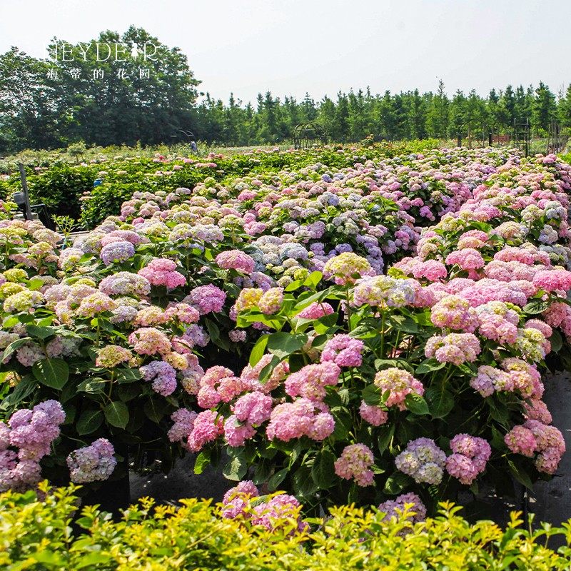 海蒂的花园绣球花苗无尽夏盆栽阳c台花卉植物海妈花园庭院大花树