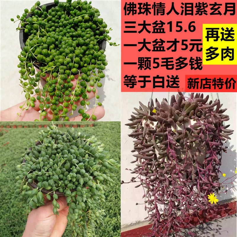 新品长款佛珠吊兰 紫玄月吊兰情人泪多肉M植物佛珠多肉珍珠吊兰盆