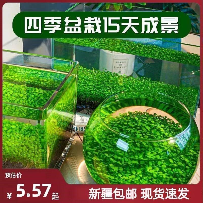新疆西藏包邮水草种子水草泥生态家用创意鱼缸玻璃瓶水培植物四季