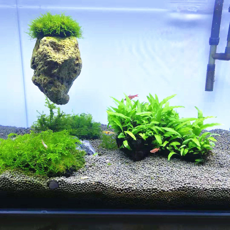 铁皇冠沉木水草植物鱼r缸草缸装饰造景阴性好养懒人新手入缸成景