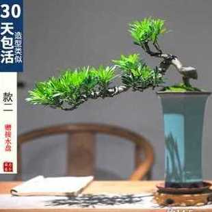 厂家新品 促型摆件悬绿植罗汉松盆景厂促爆桌面造景室内植物新中式