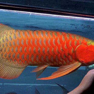 印尼红龙鱼热带观赏鱼金龙鱼活鱼鱼苗高背金龙古典过背练手鱼现货