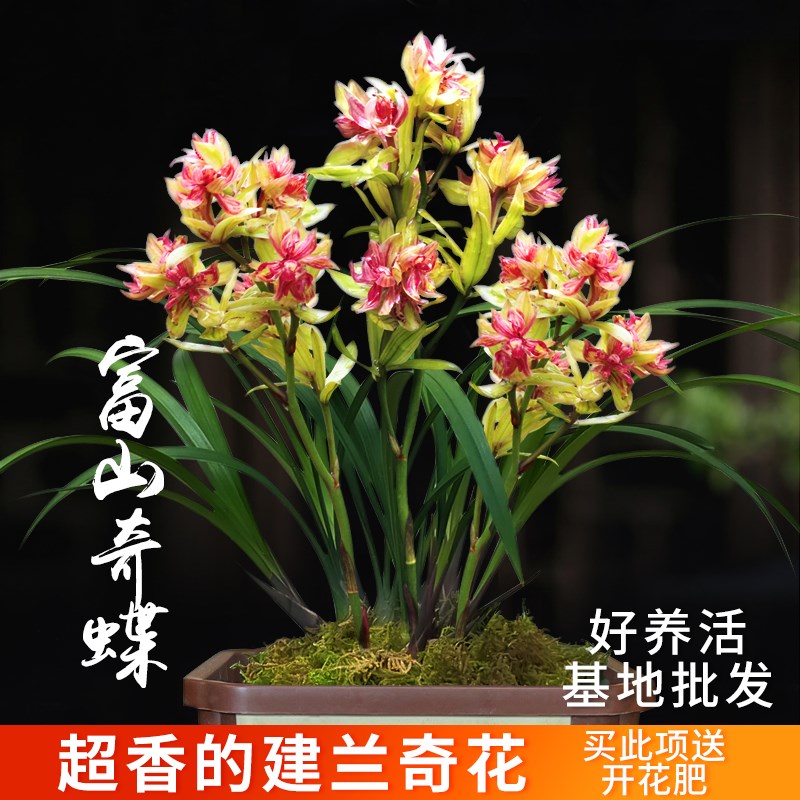 急速发货I兰花带花苞建兰富山奇蝶四季兰发货的庭院夏特香花卉精