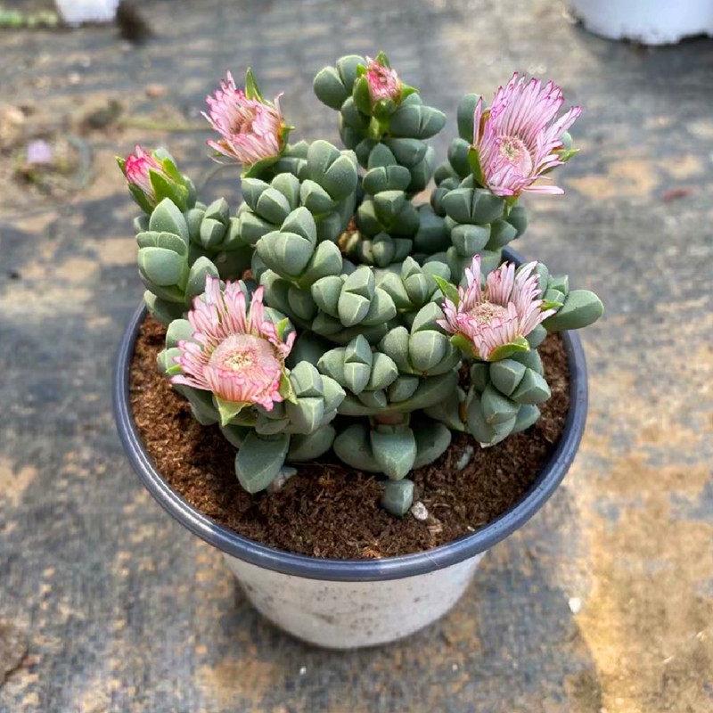 热销鹿角海棠开花多肉植物稀有品种室内阳台组合盆栽美观绿植庭院