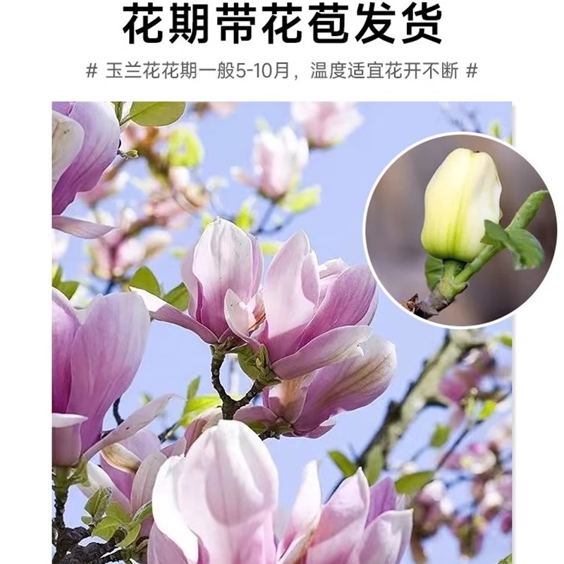 玉兰树苗大型开花耐寒花卉盆栽庭院室内外绿化植物黄紫广玉兰花苗