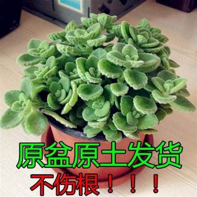 新品碰碰香盆栽包邮一抹香香草多肉植物驱草蚊喷喷香办公室内净化