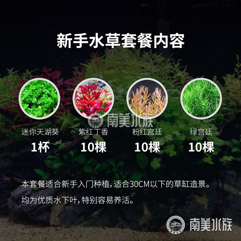 小众高货新手水草套餐开缸荷兰景草缸淡水迷你鱼缸水草造景南美水
