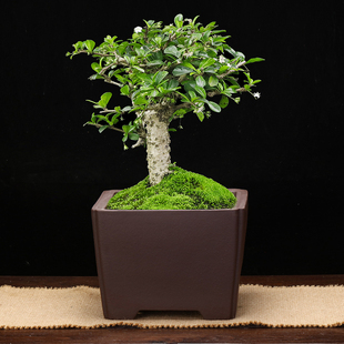 宜兴紫砂花盆仿古正方形大号一颗印老桩桌面绿植盆景榕树文竹