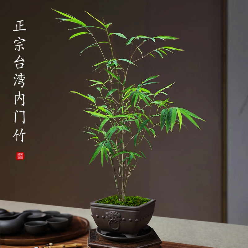 台湾内门竹盆栽名贵竹子苗室内庭院绿植四季常青好养易活竹子盆景