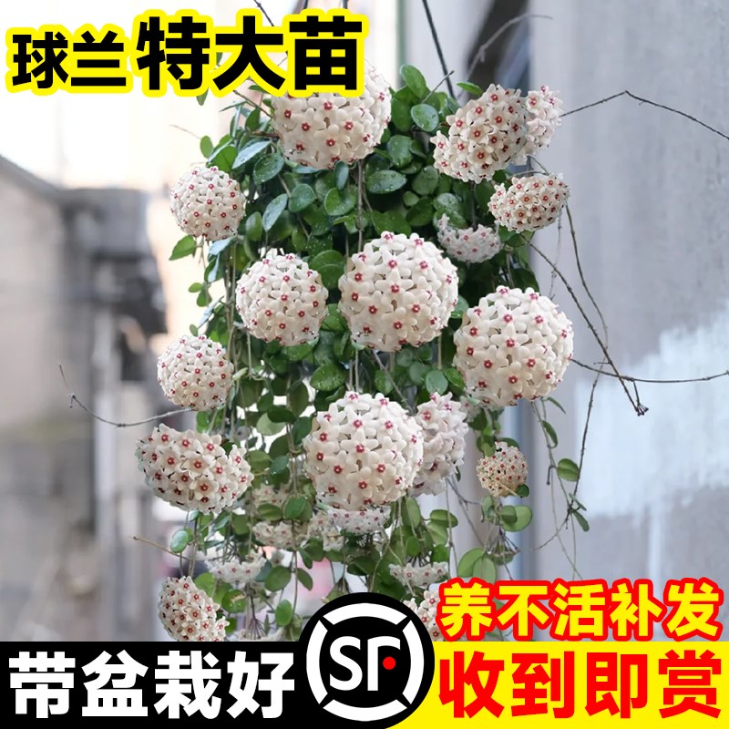 球兰带花大苗心叶匍匐球兰盆栽四季开花卉攀援爬藤绿植物爬墙吊兰
