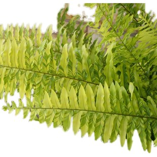 铁线蕨银币龙尾花叶波斯顿肾蕨四季 观叶植物ins室内常绿盆栽耐阴