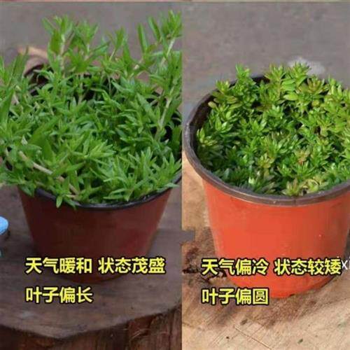 正宗垂盆草花苗可食用吊兰垂盆草阳台盆栽花卉绿植四季常青