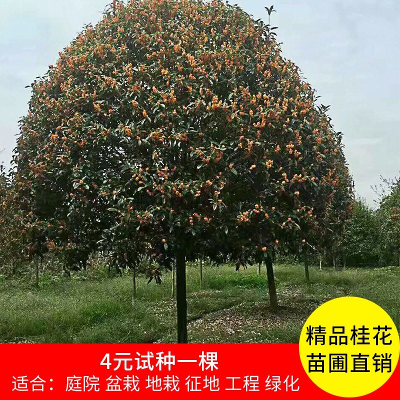 桂花树苗大树金桂丹桂四季八月桂朱砂庭院盆栽工程绿化征地桂花树