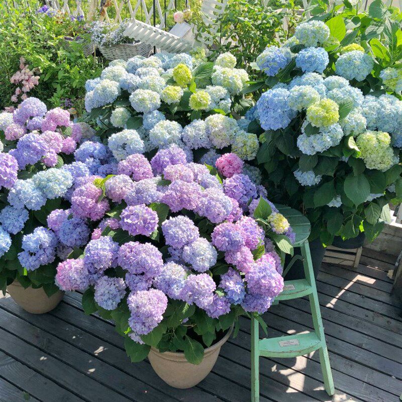 花为序 绣球中苗银河无尽夏万华镜三j河千鸟有松多年生新手好养