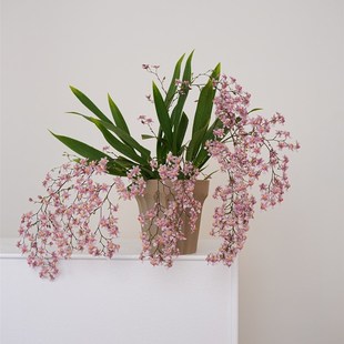 光宗粉 文心兰盆栽花苗梦香兰室内花卉植物客厅阳台好养活