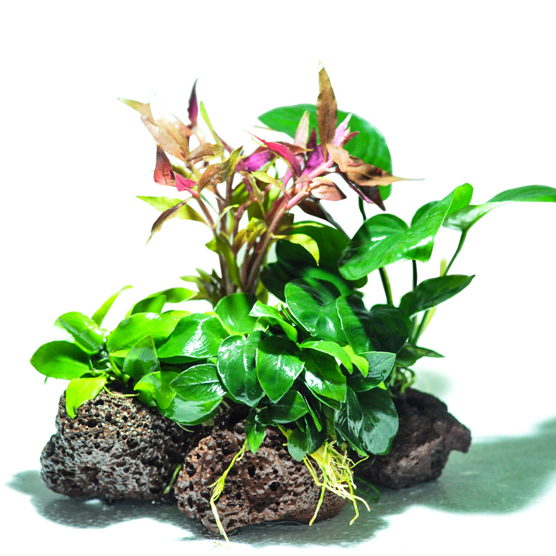 净化花草鱼缸里的水草植物草热带鱼养生态缸O冷水造景装饰套餐增