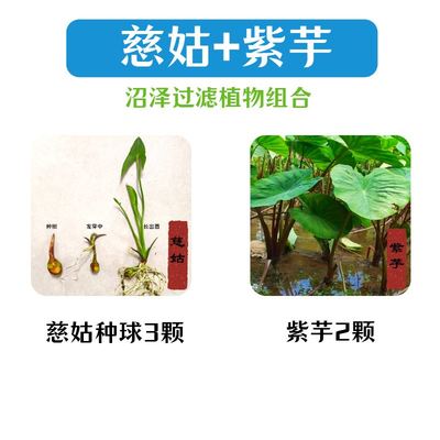 挺水植物水生植h物慈姑种苗茨菇苗燕尾草水草湿地鱼缸池塘净化花