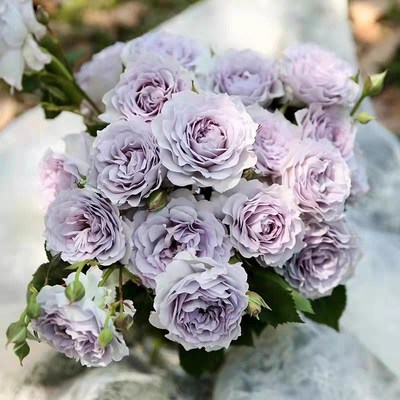 霁色月季,蓝紫色月季,直立性好,四季开花,淡香品种