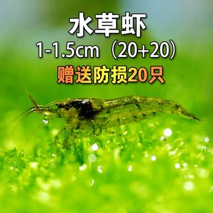 现货速发号黑壳虾水草虾除藻虾螺黑壳虾观赏清洁虾迷你工具虾淡水