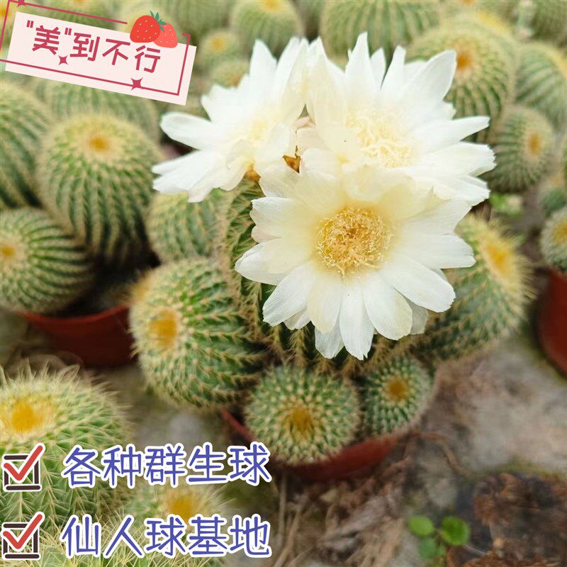 稀有群生仙人球多头金冠金丝猴z红芙蓉银光桌面防辐射好养易活耐